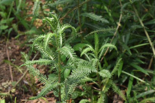 Siberian Yarrow,flower