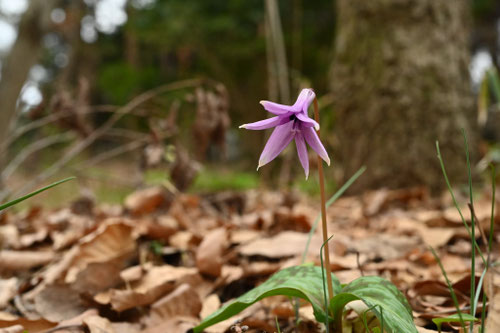 カタクリの花,かたくりの開花,片栗,植物