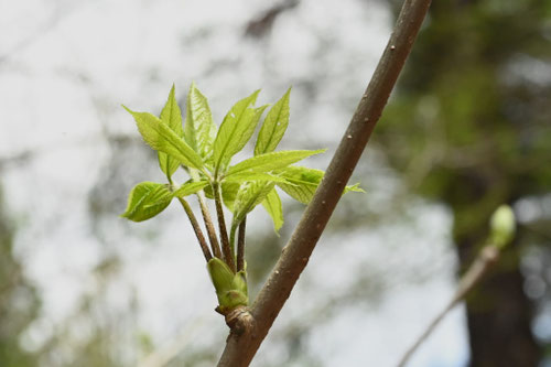 コシアブラ,こしあぶら