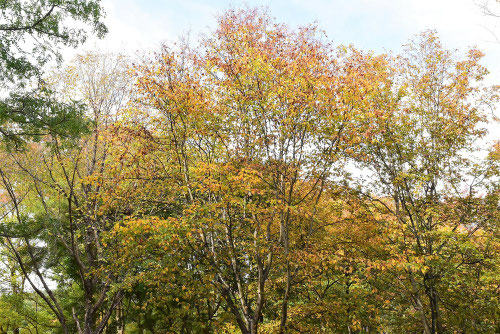 アズキナシの木,あずきなし,ハカリノメ,はかりのめ,紅葉