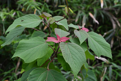 あかめがしわ,新芽が赤い葉