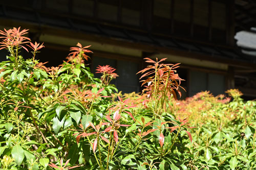 葉が赤い馬酔木,あせび