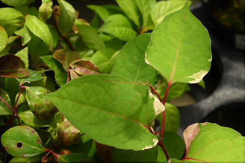 虎杖,植物,斑入り,イタドリ,いたどり