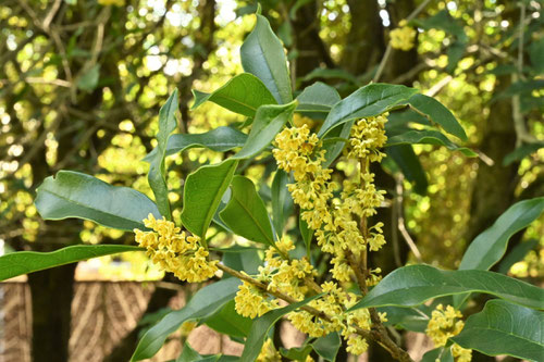 １０月に咲く黄色い花,木