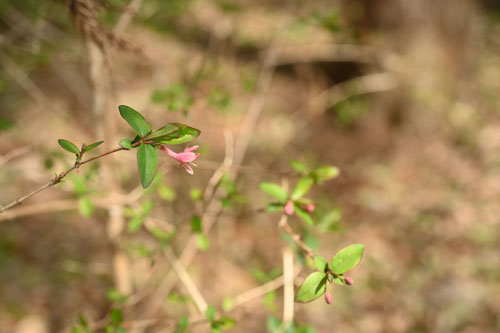 3月に咲くピンクの花