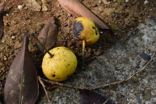 Sand pear,Japan