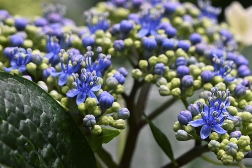 Lacecap hydrangea,flower