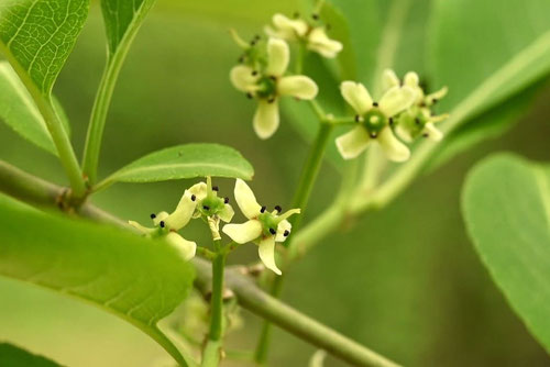 マユミの木の花,めばな,メバナ