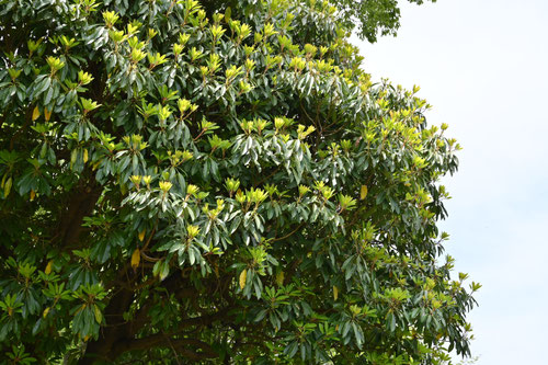 ゆずり葉,樹木,ユズリハ