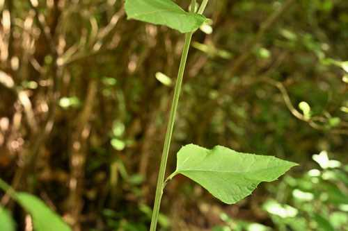 茎葉,オヤマボクチ,おやまぼくち