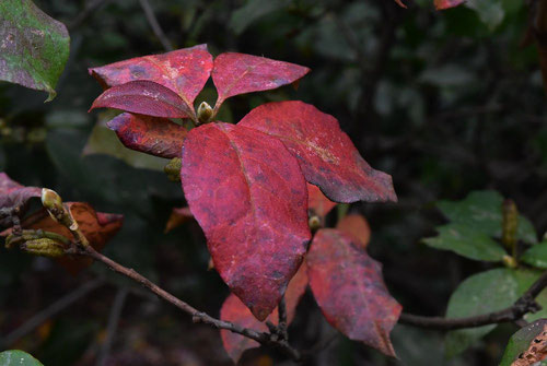 ゲンカイツツジ,げんかいつつじ,紅葉,黄葉