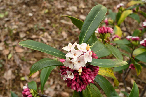 Flowering trees in Japan in January