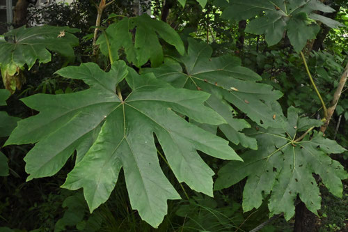 かみやつで,葉,カミヤツデ,紙八手