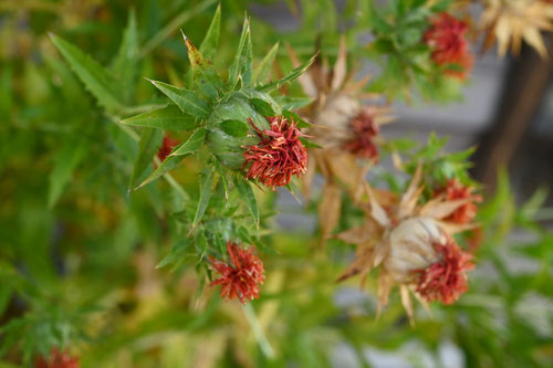 ベニバナ,植物,花