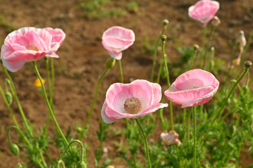 ひなげしの花