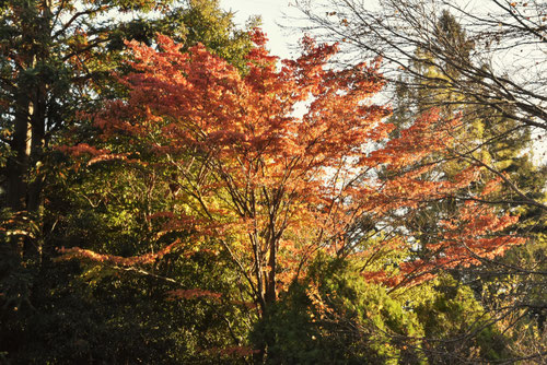 ヤマボウシ,やまぼうし,樹木,紅葉,黄葉