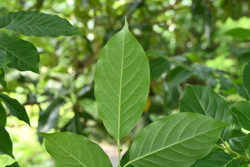 マメガキ - 庭木図鑑 植木ペディア