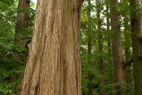 メタセコイア,幹,あけぼのすぎ,めたせこいあ