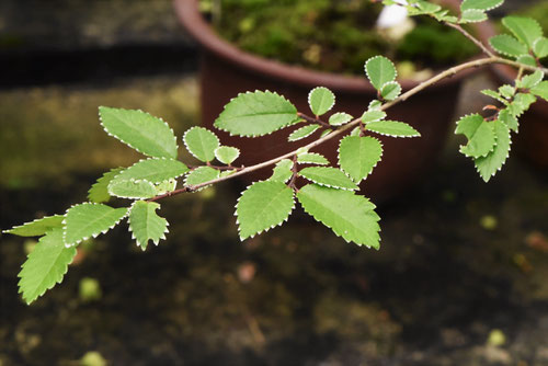 leaf of Chinese elm