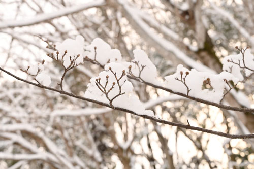 サンシュユの木の花,さんしゅゆ,山茱萸に雪