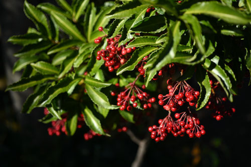 赤い実のなる木の名前,春,夏,秋,冬,食べられる