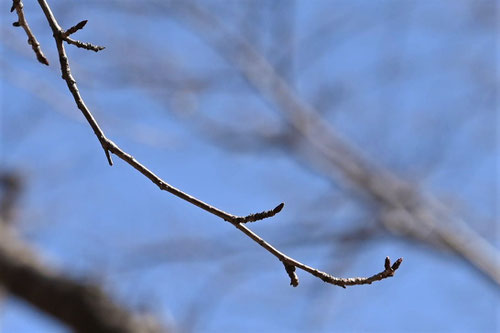 やまざくらの木の特徴,ヤマザクラ,山桜