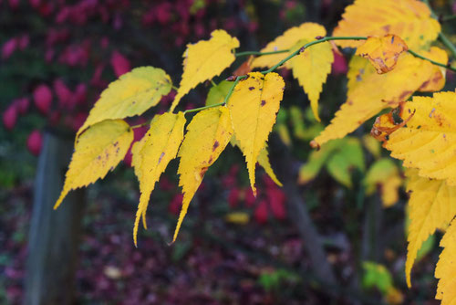 山吹 紅葉
