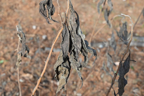 ブタイモ,カライモ,菊芋