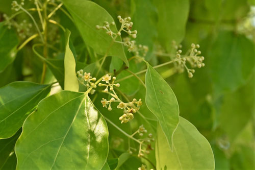 クスノキの開花時期,くすのき
