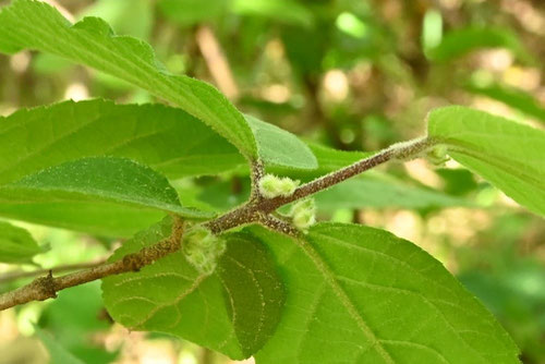 藪紫,植物