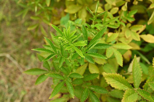 金水引,植物