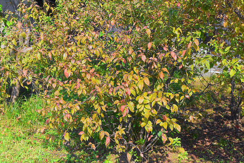 ニワウメ 紅葉 黄葉