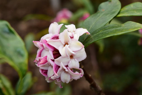 いい匂いの花の木