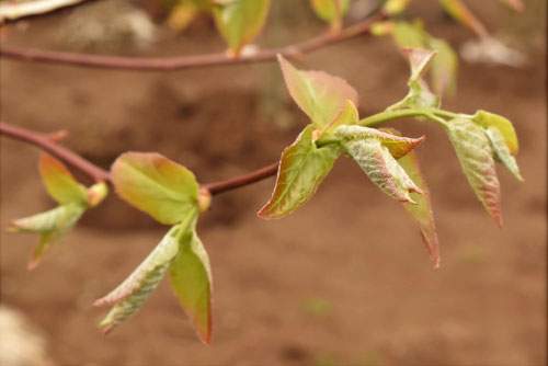 ネジキ,捻木の新芽,ねじき