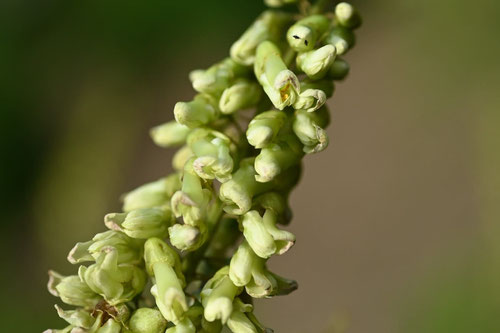 Sophora Root,flower