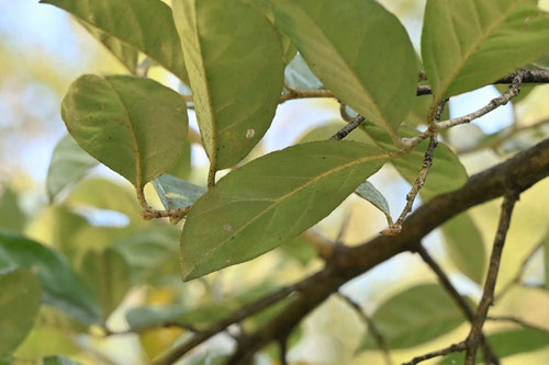 Japanese silverberry