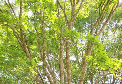 タモの木,やちだも,植物