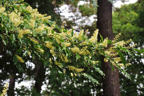 りんぼく,blackthorn in Ｊａｐａｎ