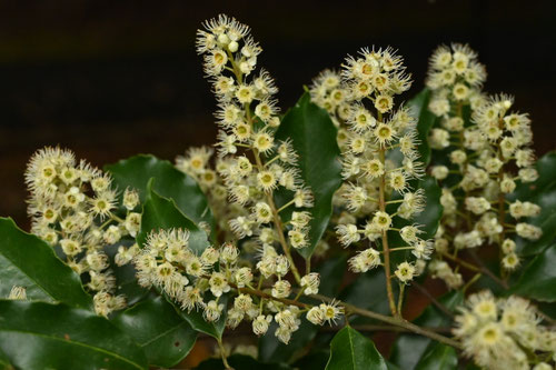 りんぼく,blackthorn in Ｊａｐａｎ
