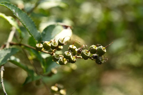 seeds of Japanese snowflower