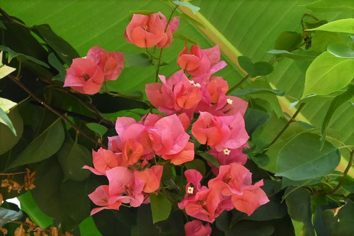赤いブーゲンビリア,品種,Bougainvillea