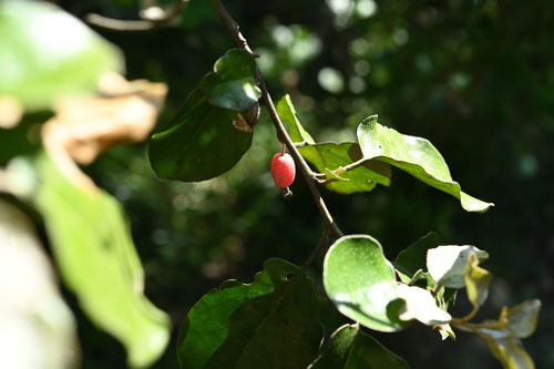 海辺の茱萸の木