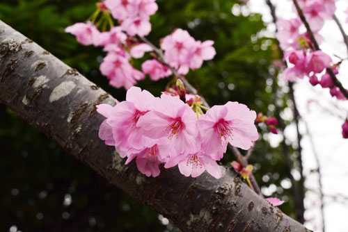 陽光桜,youkouzakura