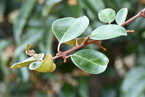 茱萸の木の蔓,ツルグミ,つるぐみ