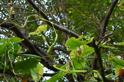 カラスウリの蔓が不規則に太くなるのはなぜ