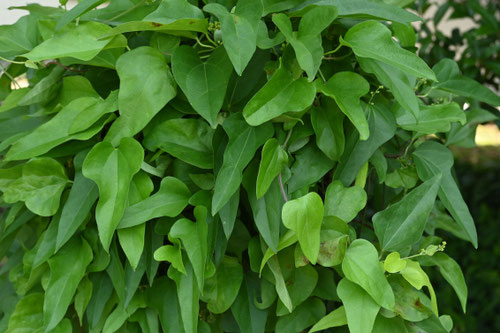 あおつづらふじ,植物,アオツヅラフジ