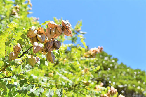 もくげんじ,樹木,植物