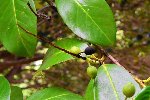 fruits of cherry-laurel