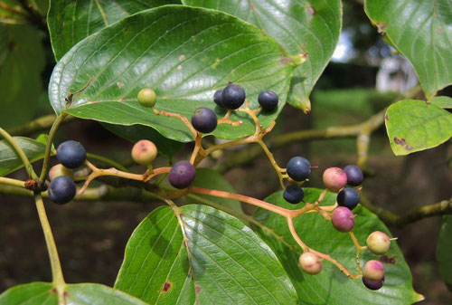 ミズキの黒い実,みずき,植物,水木