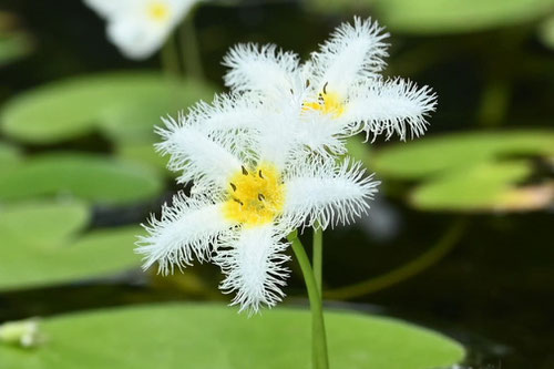 ががぶた,植物,ガガブタ